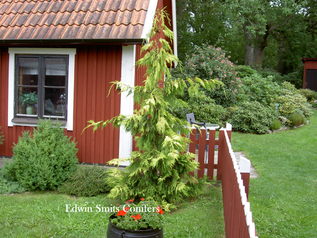 Cupressus nootkatensis (Chamaecyparis n. , Xanthocyparis n.) 'Golden Waterfall'